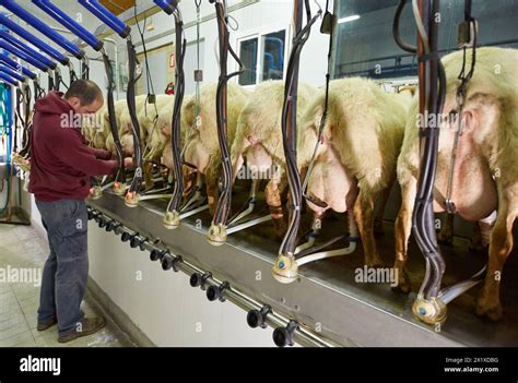 milchbrüste melken|Gigantische Milchtitten werden gemolken > UNITEDFUCK .